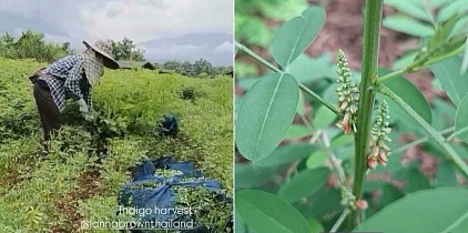 「種から染料へ」― チェンダオの藍収穫シーズン