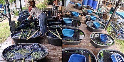 藍の顔料抽出 ― 生葉からの水浸出